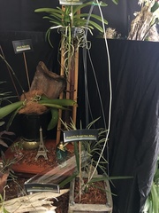 Psychilis krugii