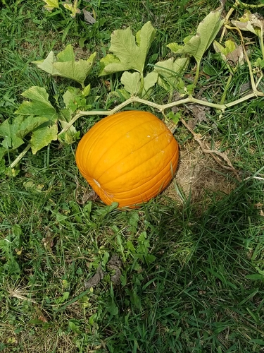 Cucurbita maxima