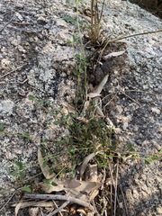 Chenopodium trigonon stellulatum