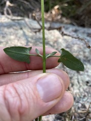 Chenopodium trigonon stellulatum