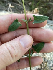 Chenopodium trigonon stellulatum