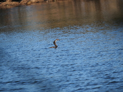 Hypostomus commersoni