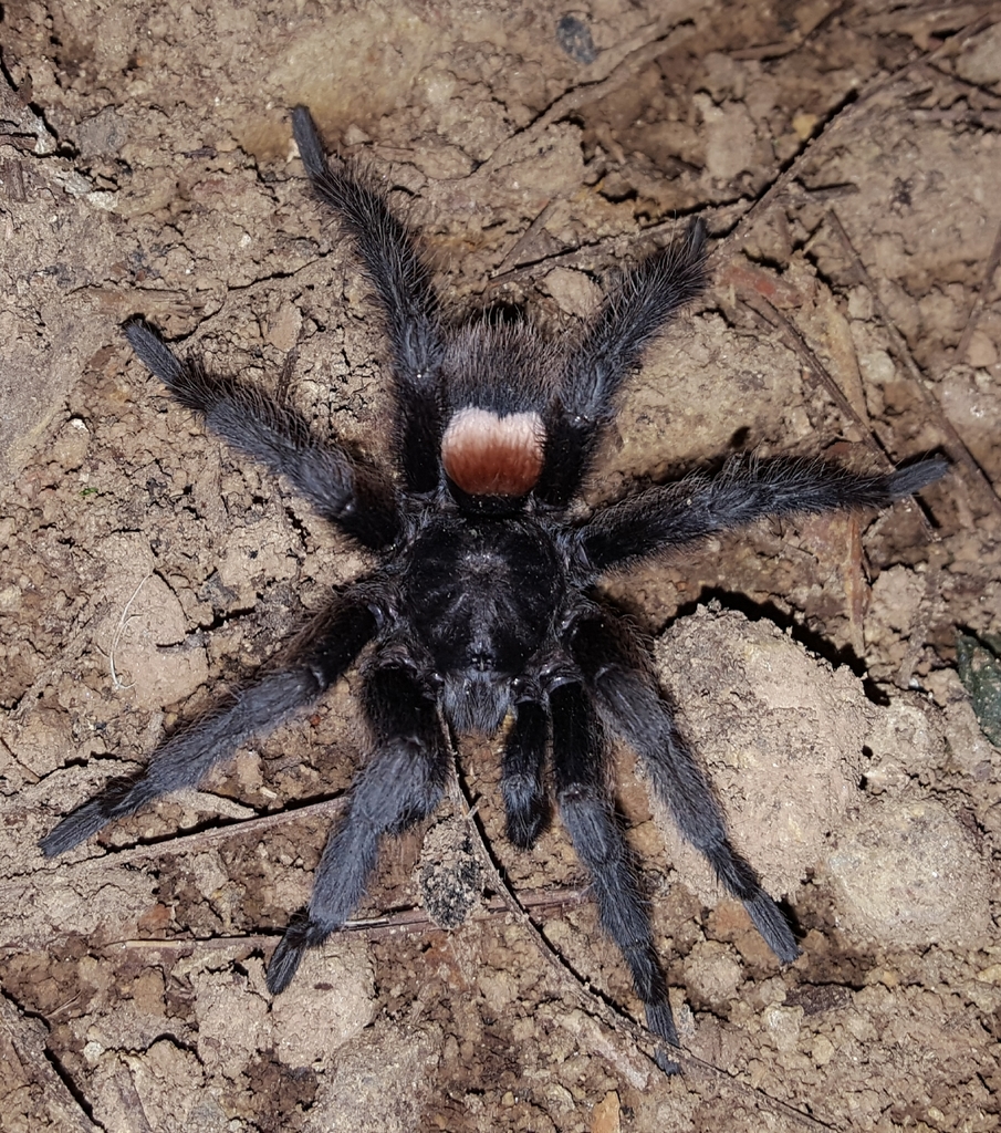 Hemirrhagus