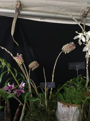 Dendrobium smillieae