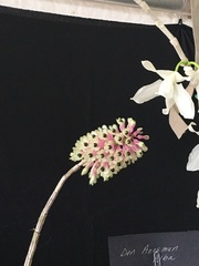Dendrobium smillieae