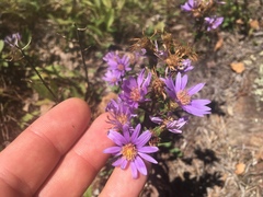 Eurybia surculosa