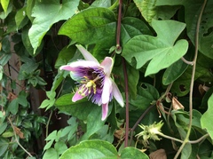 Passiflora alata × caerulea