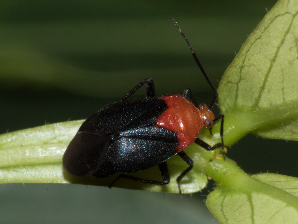Isoldalinus rarus