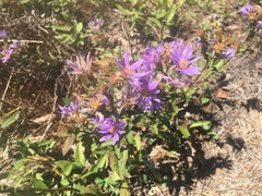 Eurybia surculosa