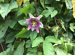 Passiflora alata × caerulea