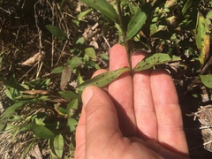 Eurybia surculosa