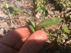 Eurybia surculosa