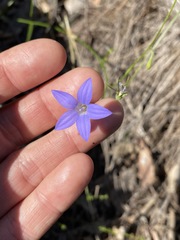 Wahlenbergia graniticola