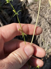 Wahlenbergia graniticola