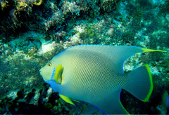 Holacanthus bermudensis