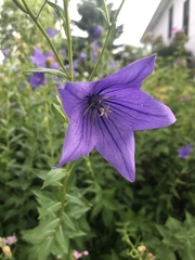 Platycodon