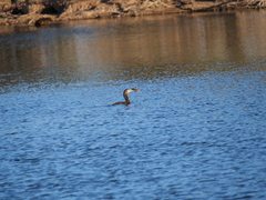 Hypostomus commersoni