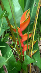 Heliconia bihai
