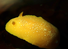 Baptodoris mimetica