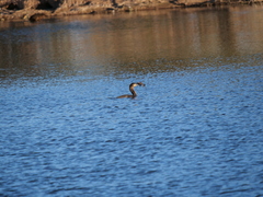Hypostomus commersoni