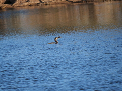 Hypostomus commersoni