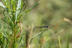 Mesamphiagrion
