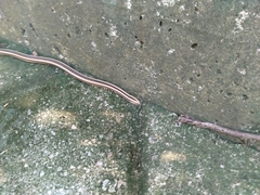 Conophis vittatus