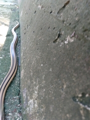Conophis vittatus