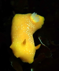 Baptodoris mimetica