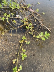 Ludwigia peploides montevidensis