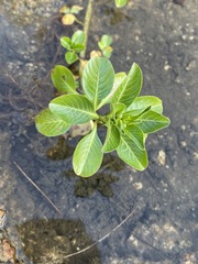 Ludwigia peploides montevidensis