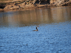 Hypostomus commersoni