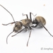 Polyrhachis foreli - Photo (c) Jonghyun Park, some rights reserved (CC BY), uploaded by Jonghyun Park