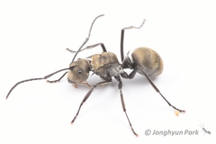 Polyrhachis foreli