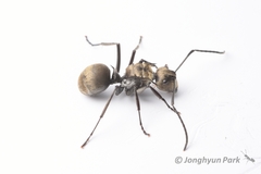 Polyrhachis foreli