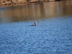 Hypostomus commersoni