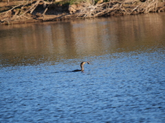 Hypostomus commersoni