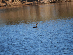 Hypostomus commersoni