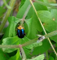 Disonycha varicornis