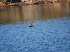 Hypostomus commersoni