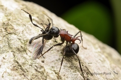 Polyrhachis lamellidens