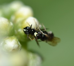 Ceratina dentipes