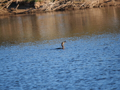 Hypostomus commersoni