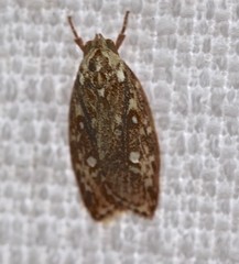 Euchaetis metallota