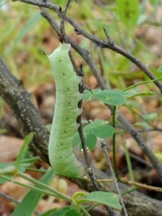 Proserpinus terlooii