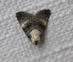 Acatapaustus leucospila