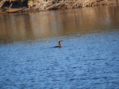 Hypostomus commersoni