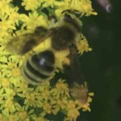 Cnemidandrena