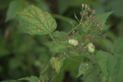 Schizomyia eupatoriflorae