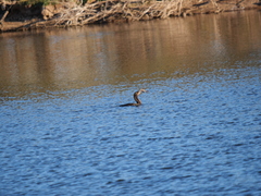 Hypostomus commersoni